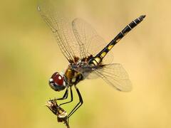 Macrodiplax balteata