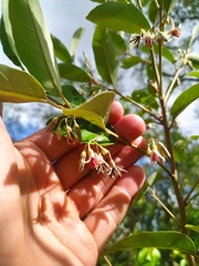 Styrax leprosus
