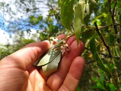 Styrax leprosus