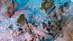 Coryphopterus tortugae