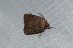 Pseudorthodes vecors