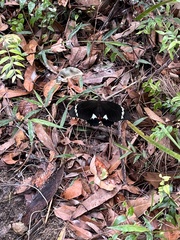 Papilio aegeus