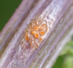 Puccinia lagenophorae