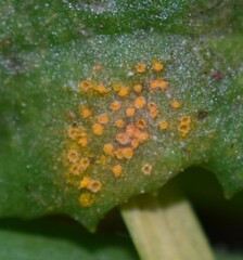 Puccinia lagenophorae