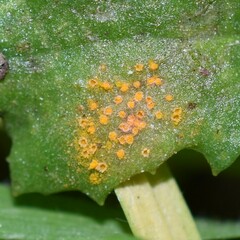 Puccinia lagenophorae