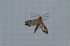 Synanthedon acerni