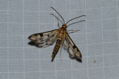 Synanthedon acerni