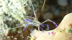 Ancylomenes pedersoni