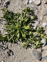 Cistanthe ambigua