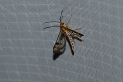 Synanthedon acerni