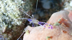 Ancylomenes pedersoni