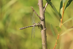 Ophiogomphus colubrinus