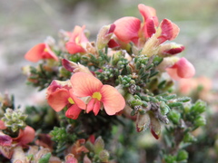 Dillwynia hispida
