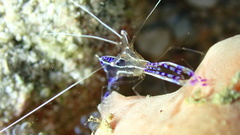 Ancylomenes pedersoni