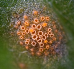 Puccinia lagenophorae