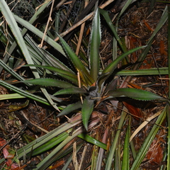 Ananas comosus bracteatus