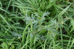 Puccinia lagenophorae