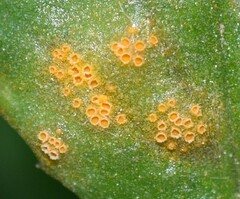 Puccinia lagenophorae
