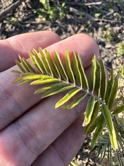 Astragalus trichopodus antisellii