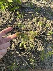 Astragalus trichopodus antisellii