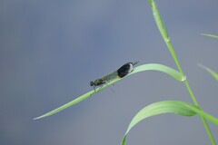 Calopteryx aequabilis