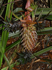 Ananas comosus bracteatus