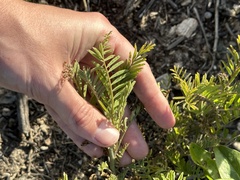 Astragalus trichopodus antisellii