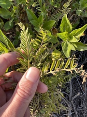 Astragalus trichopodus antisellii