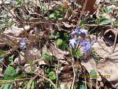 Scilla