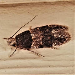 Pubitelphusa