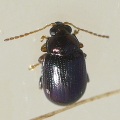 Crepidodera