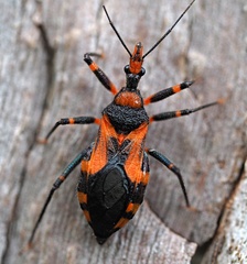 Havinthus rufovarius