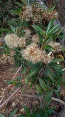 Olearia viscosa