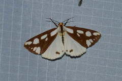 Haploa confusa
