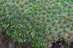 Plantago rigida