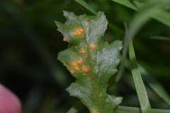 Puccinia lagenophorae