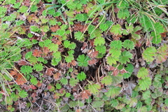 Alchemilla orbiculata