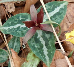 Trillium underwoodii