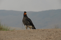 Daptrius carunculatus