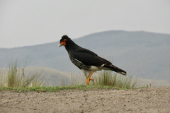 Daptrius carunculatus