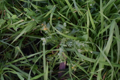 Puccinia lagenophorae