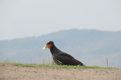 Daptrius carunculatus