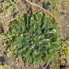 Anthocerotophyta