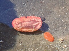 Lissothuria nutriens