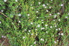 Stellaria cuspidata