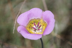 Calochortus