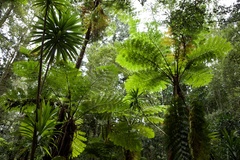 Sphaeropteris excelsa