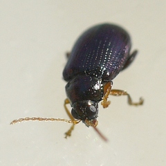 Crepidodera