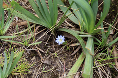Gentiana sedifolia