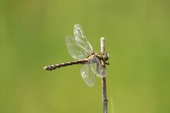 Ophiogomphus colubrinus